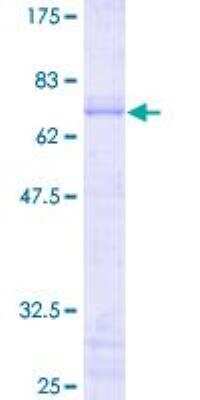 SDS-PAGE: Recombinant Human JunB/AP-1 GST (N-Term) Protein [H00003726-P01]