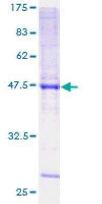 SDS-PAGE: Recombinant Human KCNMB2 GST (N-Term) Protein [H00010242-P01]