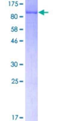 SDS-PAGE: Recombinant Human LIM kinase 2 GST (N-Term) Protein [H00003985-P01]