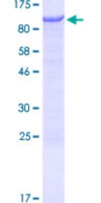 SDS-PAGE: Recombinant Human LIMD1 GST (N-Term) Protein [H00008994-P01]