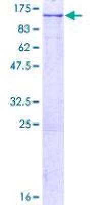 SDS-PAGE: Recombinant Human LONP1 GST (N-Term) Protein [H00009361-P01]