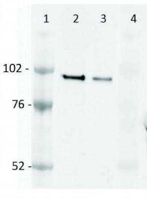 Western Blot: Recombinant Human Lgi1 GST (N-Term) Protein [H00009211-P01]