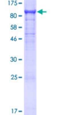 SDS-PAGE: Recombinant Human MAG/Siglec-4a GST (N-Term) Protein [H00004099-P01]