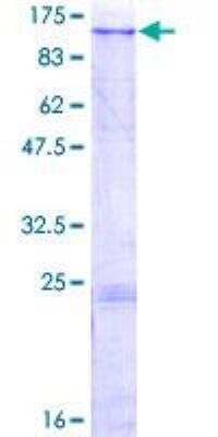 SDS-PAGE: Recombinant Human MAN2B2 GST (N-Term) Protein [H00023324-P01]