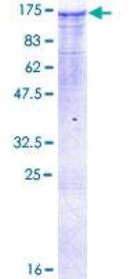 SDS-PAGE: Recombinant Human MAP3K13 GST (N-Term) Protein [H00009175-P01]