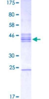 SDS-PAGE: Recombinant Human MATH2/NEUROD6 GST (N-Term) Protein [H00063974-Q03]