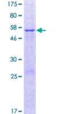 SDS-PAGE: Recombinant Human METTL20 GST (N-Term) Protein [H00254013-P01]