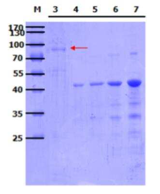 SDS-PAGE: Recombinant Human MFSD2 GST (N-Term) Protein [H00084879-P01]