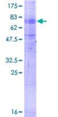 SDS-PAGE: Recombinant Human MFSD2 GST (N-Term) Protein [H00084879-P01]