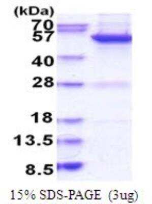 SDS-PAGE: Recombinant Human MINA His Protein [NBP2-51814]