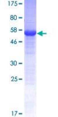 SDS-PAGE: Recombinant Human MIOX GST (N-Term) Protein [H00055586-P01]