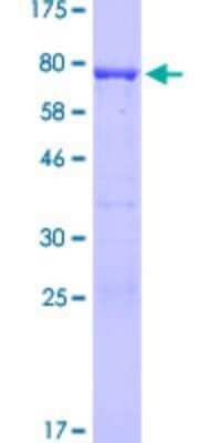 SDS-PAGE: Recombinant Human MIPOL1 GST (N-Term) Protein [H00145282-P01]