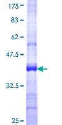 SDS-PAGE: Recombinant Human MLKL GST (N-Term) Protein [H00197259-Q01]