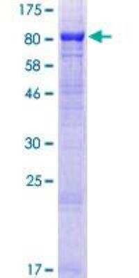 SDS-PAGE: Recombinant Human MON1B GST (N-Term) Protein [H00022879-P01]