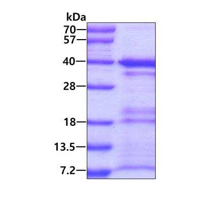 SDS-PAGE: Recombinant Human MORF4L2 His Protein [NBP1-51057]