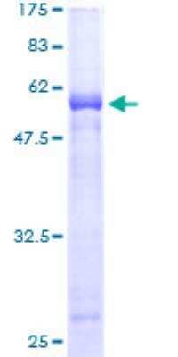 SDS-PAGE: Recombinant Human MPPED1 GST (N-Term) Protein [H00000758-P01]