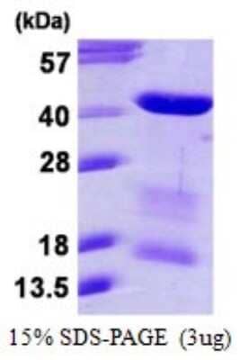 SDS-PAGE: Recombinant Human MRG15 His Protein [NBP1-99031]