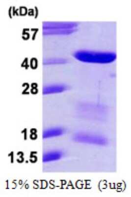SDS-PAGE: Recombinant Human MRG15 His Protein [NBP1-99031]