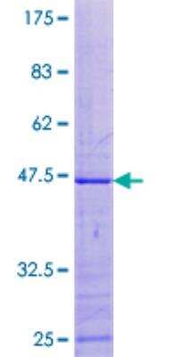 SDS-PAGE: Recombinant Human MRPL49 GST (N-Term) Protein [H00000740-P01]