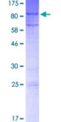 SDS-PAGE: Recombinant Human MTF2 GST (N-Term) Protein [H00022823-P01]