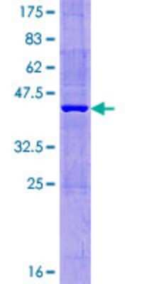 SDS-PAGE: Recombinant Human MTHFD2L GST (N-Term) Protein [H00441024-P01]