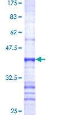 SDS-PAGE: Recombinant Human MUC4 GST (N-Term) Protein [H00004585-Q01]