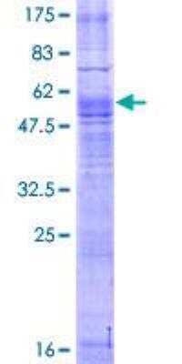 SDS-PAGE: Recombinant Human Mas GST (N-Term) Protein [H00004142-P01]