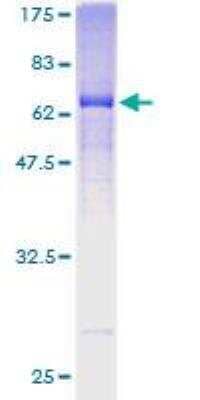 SDS-PAGE: Recombinant Human Mindin/Spondin-2 GST (N-Term) Protein [H00010417-P01]