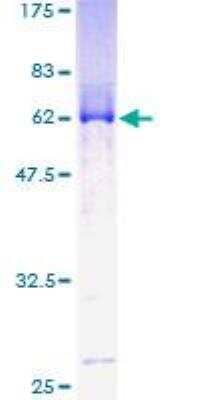 SDS-PAGE: Recombinant Human Muscleblind-like 1 GST (N-Term) Protein [H00004154-P01]