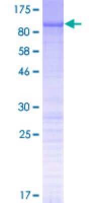 SDS-PAGE: Recombinant Human N4BP2L2 GST (N-Term) Protein [H00010443-P02]