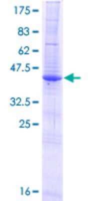 SDS-PAGE: Recombinant Human NDOR1 GST (N-Term) Protein [H00027158-P02]