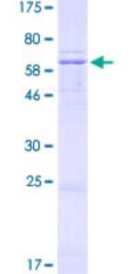 SDS-PAGE: Recombinant Human NDUFA9 GST (N-Term) Protein [H00004704-P01]