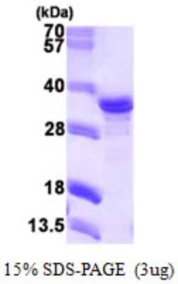 SDS-PAGE: Recombinant Human NECAP2 His Protein [NBP1-51043]