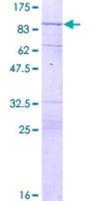 SDS-PAGE: Recombinant Human NF-L GST (N-Term) Protein [H00004747-P01]