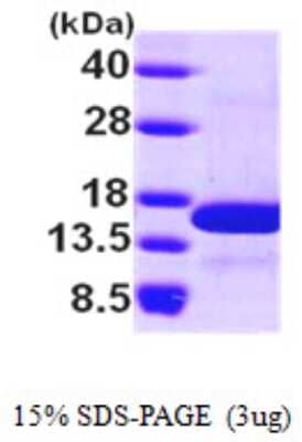 SDS-PAGE: Recombinant Human NHP2L1 His Protein [NBP1-50896]