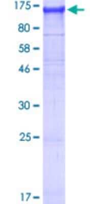 SDS-PAGE: Recombinant Human NLRP2/NALP2 GST (N-Term) Protein [H00055655-P02]