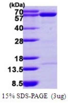 SDS-PAGE: Recombinant Human NT5C2 His Protein [NBP1-72471]