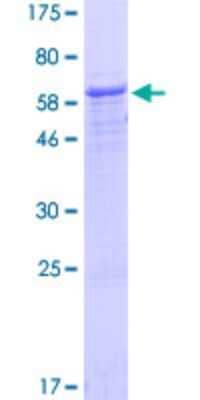 SDS-PAGE: Recombinant Human NUP37 GST (N-Term) Protein [H00079023-P01]