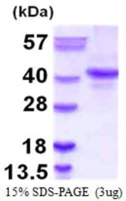 SDS-PAGE: Recombinant Human Nanog Protein [NBP1-72387]