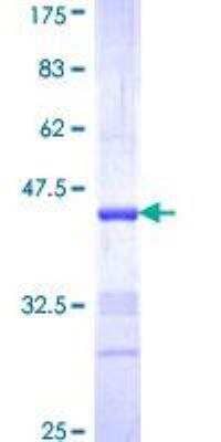 SDS-PAGE: Recombinant Human Neuregulin-2 GST (N-Term) Protein [H00009542-Q01]