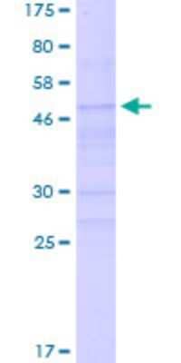 SDS-PAGE: Recombinant Human Neurogenin-2 GST (N-Term) Protein [H00063973-P01]