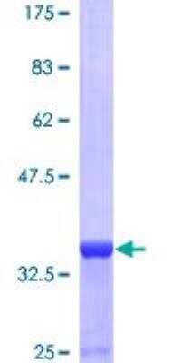 SDS-PAGE: Recombinant Human Neuropeptide Y GST (N-Term) Protein [H00004852-P01]