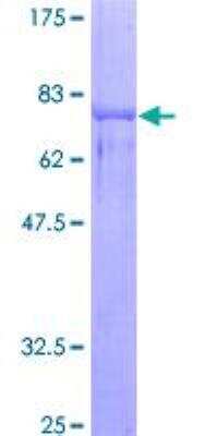 SDS-PAGE: Recombinant Human Nova1 GST (N-Term) Protein [H00004857-P01]