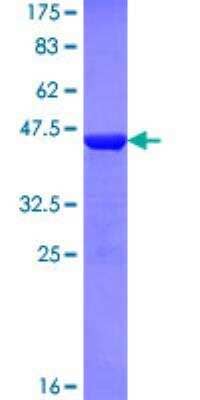 SDS-PAGE: Recombinant Human Npas4 GST (N-Term) Protein [H00266743-Q01]