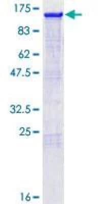 SDS-PAGE: Recombinant Human Nrf2 GST (N-Term) Protein [H00004780-P01]