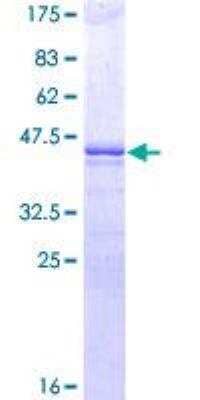 SDS-PAGE: Recombinant Human OCT4 GST (N-Term) Protein [H00005460-P01]