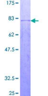 SDS-PAGE: Recombinant Human OSGIN2 GST (N-Term) Protein [H00000734-P01]