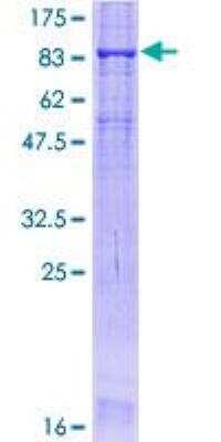 SDS-PAGE: Recombinant Human Occludin GST (N-Term) Protein [H00004950-P01]