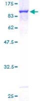 SDS-PAGE: Recombinant Human Optineurin GST (N-Term) Protein [H00010133-P02]