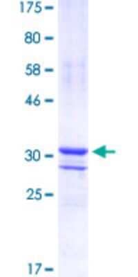 SDS-PAGE: Recombinant Human Osterix/Sp7 GST (N-Term) Protein [H00121340-Q01]